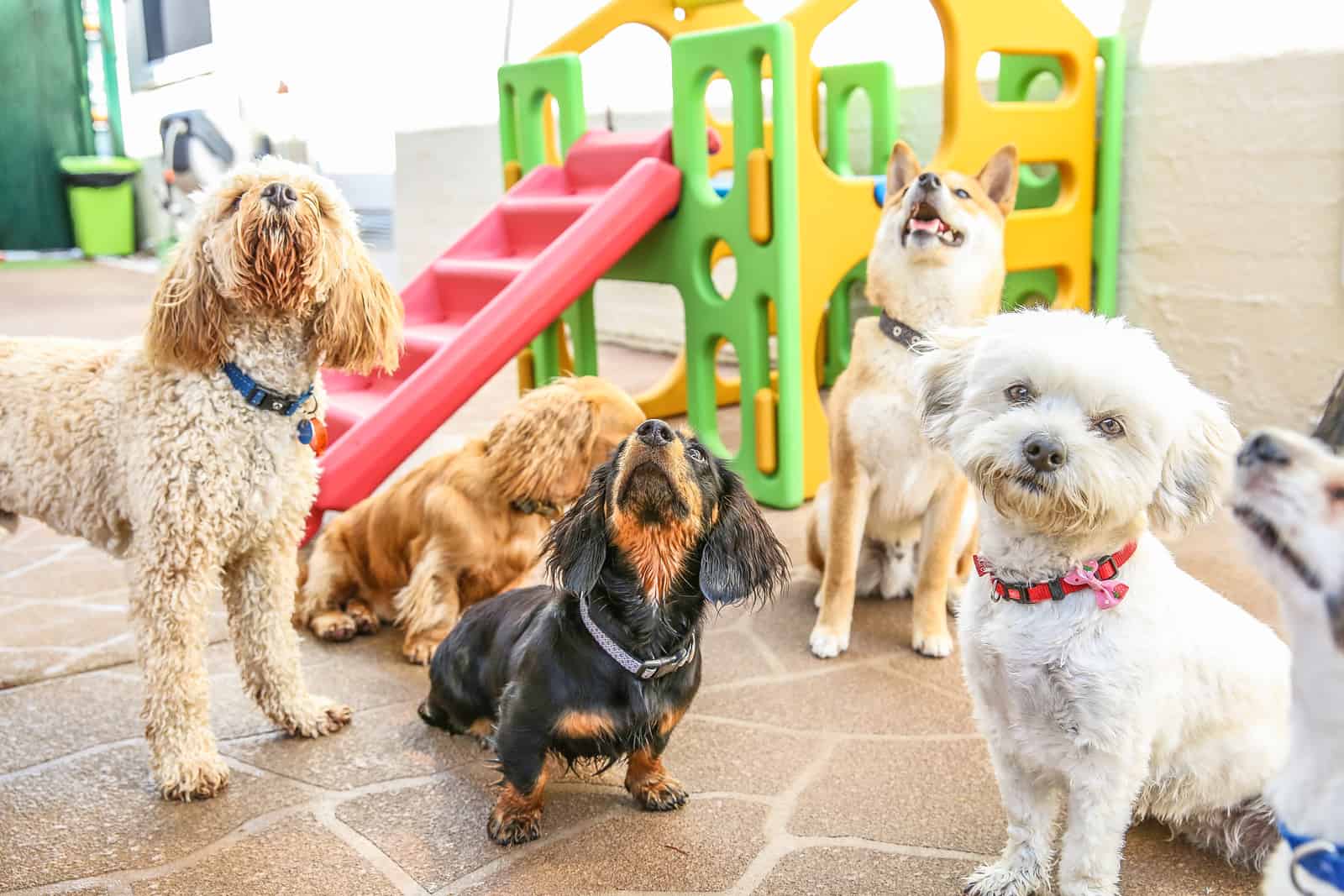 Dog care center in Prague